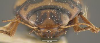 Media type: image;   Entomology 23923 Aspect: head frontal view